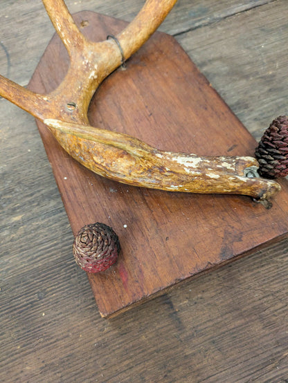 Mounted Deer Antler with Pinecone Accent