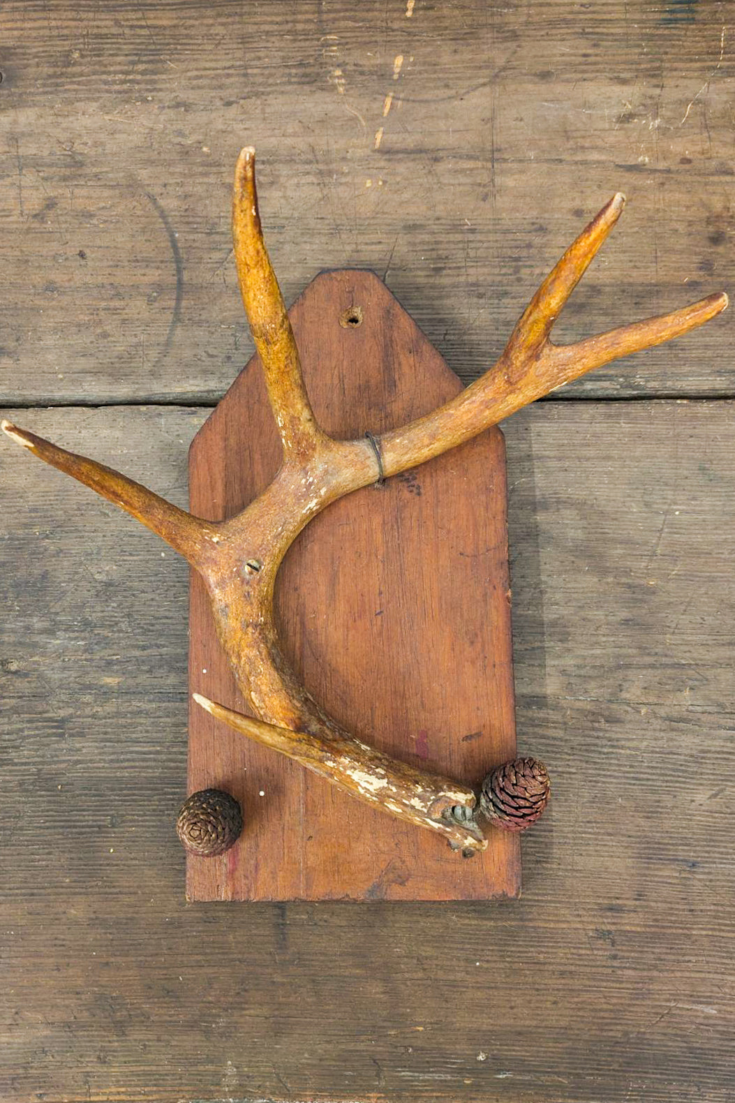 Mounted Deer Antler with Pinecone Accent